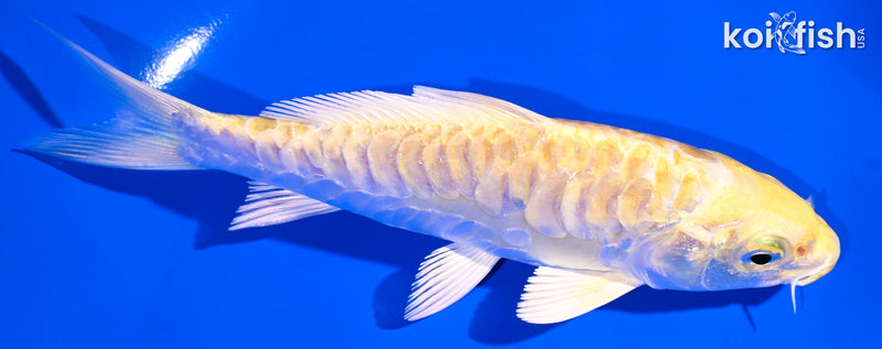 5.5" DOITSU YAMABUKI OGON