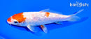 5.75" GINRIN HARIWAKE
