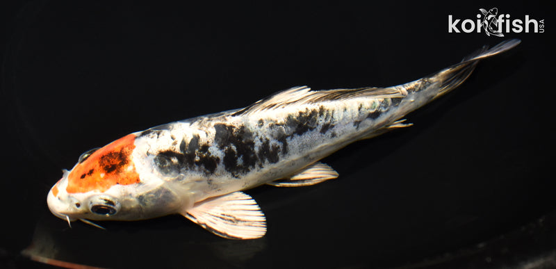 7.5" HEISEI NISHIKI