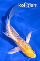5" DOITSU LEMON HARIWAKE BUTTERFLY