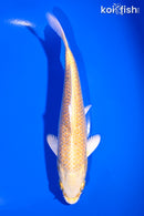 6.5" GINRIN YAMABUKI OGON