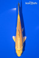 5.75" YAMABUKI OGON