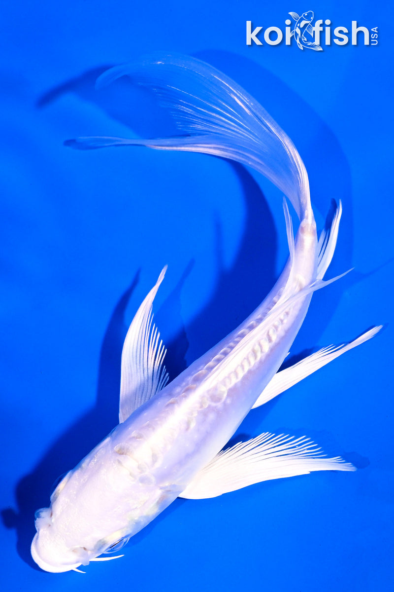 5.5" DOITSU PLATINUM OGON BUTTERFLY