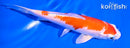 5.5" HARIWAKE