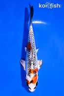 5.5" KUJAKU
