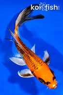 8.25" KUJAKU BUTTERFLY