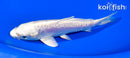5.5" DOITSU PLATINUM OGON