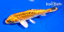 5" DOITSU KUJAKU