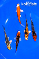 PACK OF (5) 4-4.5" STANDARD KOI