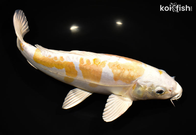 12.75" DOISU HARIWAKE