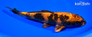 7.5" KIN HI UTSURI