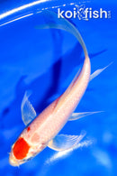 5.5" MARUTEN HARIWAKE BUTTERFLY