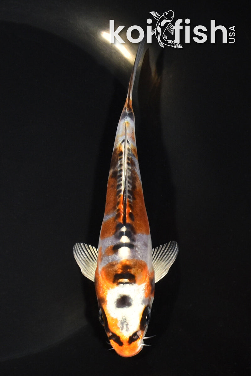5.5" BENI KIKOKURYU