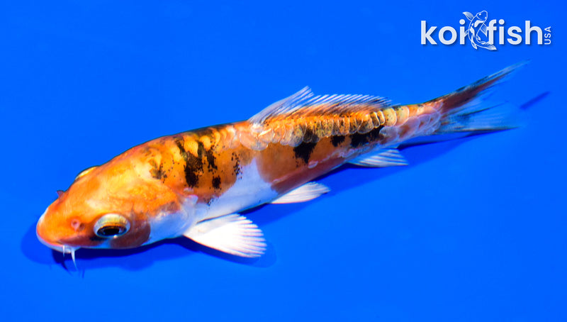 5.25" GINRIN HEISEI NISHIKI