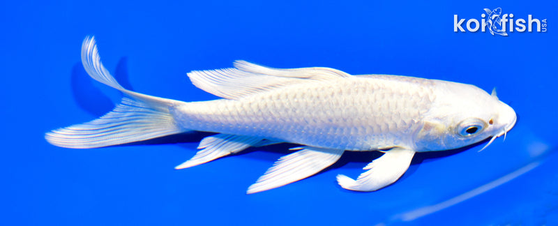 6" PLATINUM OGON BUTTERFLY