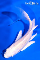 4.75" PLATINUM OGON BUTTERFLY