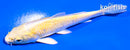 4.5" YAMABUKI OGON