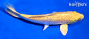 6" GINRIN YAMABUKI OGON