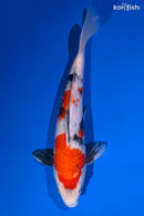 12.75" SANKE