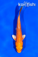 4" ORENJI OGON