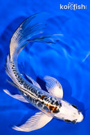 7.25" KUJAKU BUTTERFLY