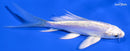 4.5" DOITSU PLATINUM OGON BUTTERFLY