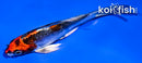 4.5" BENI KIKOKURYU BUTTERFLY