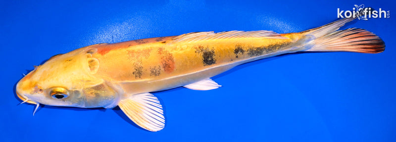 10.25" DOITSU KI BEKKO