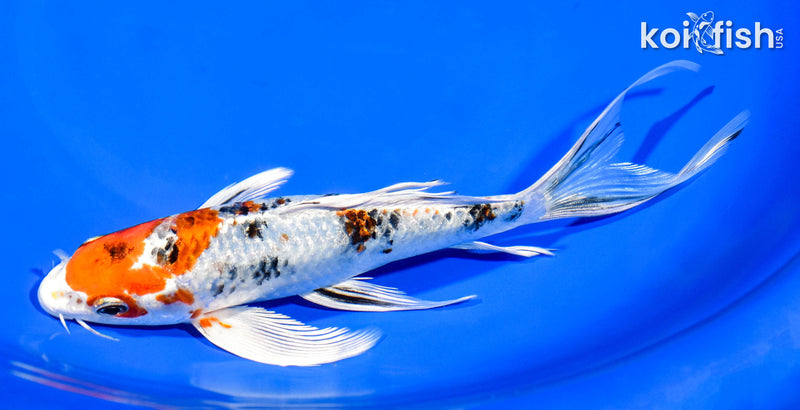 7.75" YAMATO NISHIKI BUTTERFLY