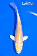 5" YAMABUKI OGON