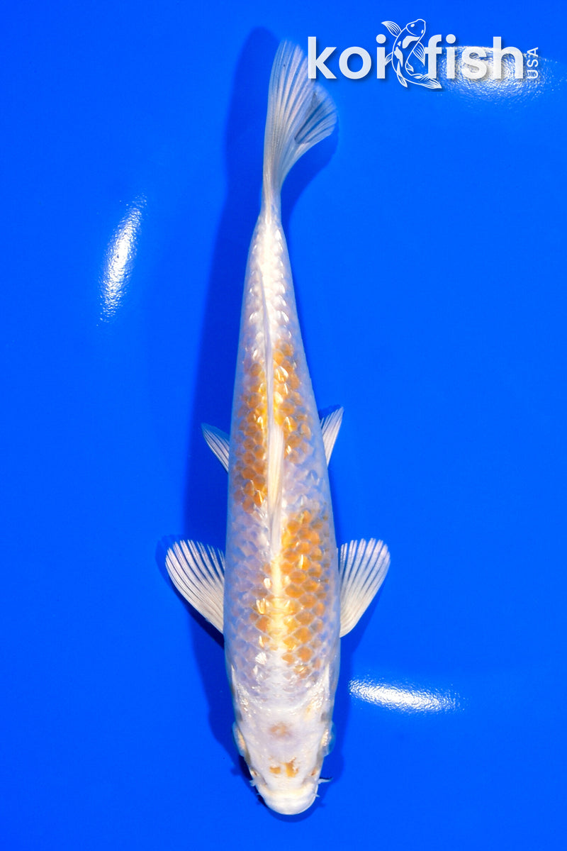 7.25" GINRIN HARIWAKE