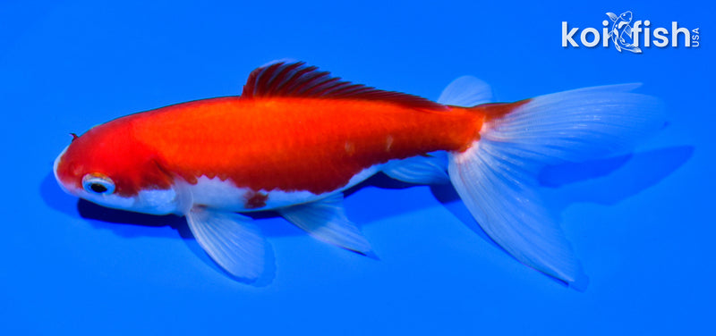 5.5" SARASA WATONAI GOLDFISH