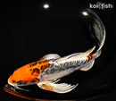 10" ARAGOKE BENI KIKOKURYU BUTTERFLY