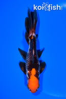 5.75" WAKIN GOLDFISH