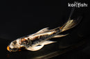 5.25" ARAGOKE BENI KIKOKURYU BUTTERFLY