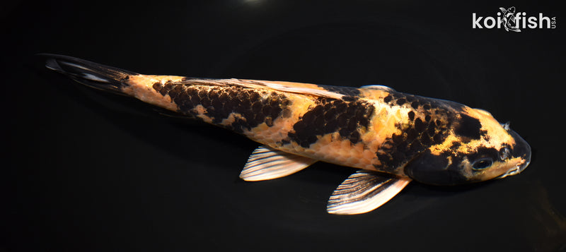11" KIN KI UTSURI
