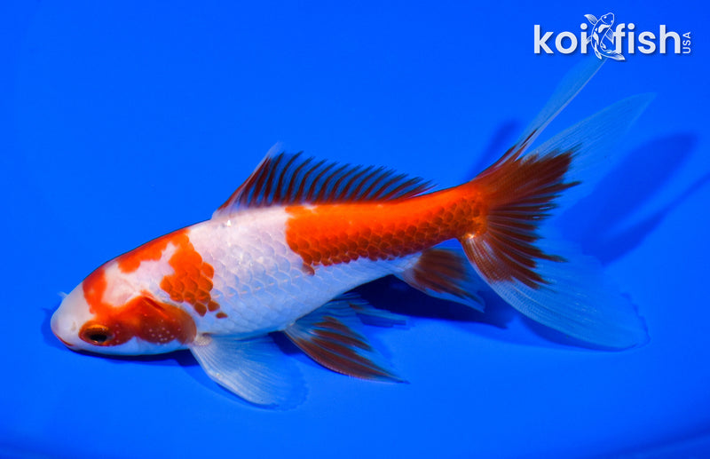 5.25" WAKIN GOLDFISH