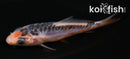 4" SHUSUI