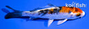 4" HEISEI NISHIKI