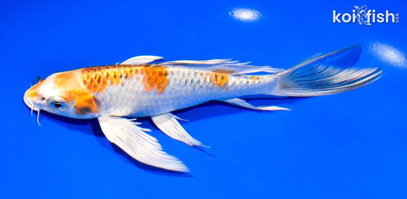 7.5" YAMATO NISHIKI BUTTERFLY