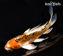 6.75" DOITSU KUJAKU BUTTERFLY