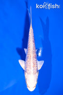 4" ARAGOKE PLATINUM OGON