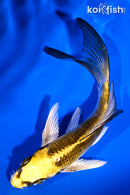 5.75" KUJAKU BUTTERFLY