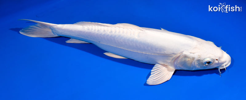 14.5" DOITSU PLATINUM OGON