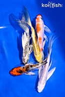 PACK OF (5) 4-5.5" BUTTERFLY KOI