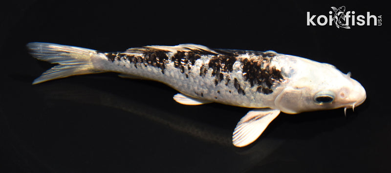 5.75" GINRIN GIN SHIRO BEKKO