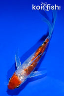 4" GINRIN SANKE BUTTERFLY