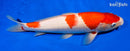 13" SANDAN KOHAKU
