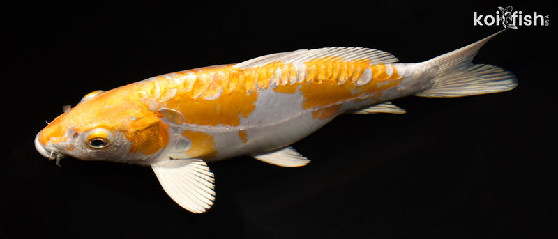10.75" DOITSU HARIWAKE
