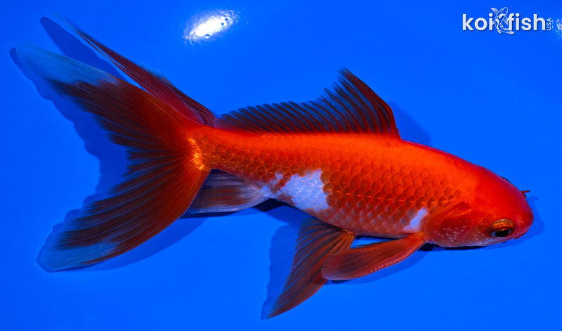 6" WATOANI GOLDFISH